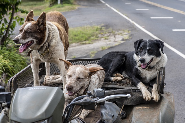 Mit mehreren Hunden verreisen