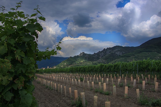 Weinbaugebiet Wachau